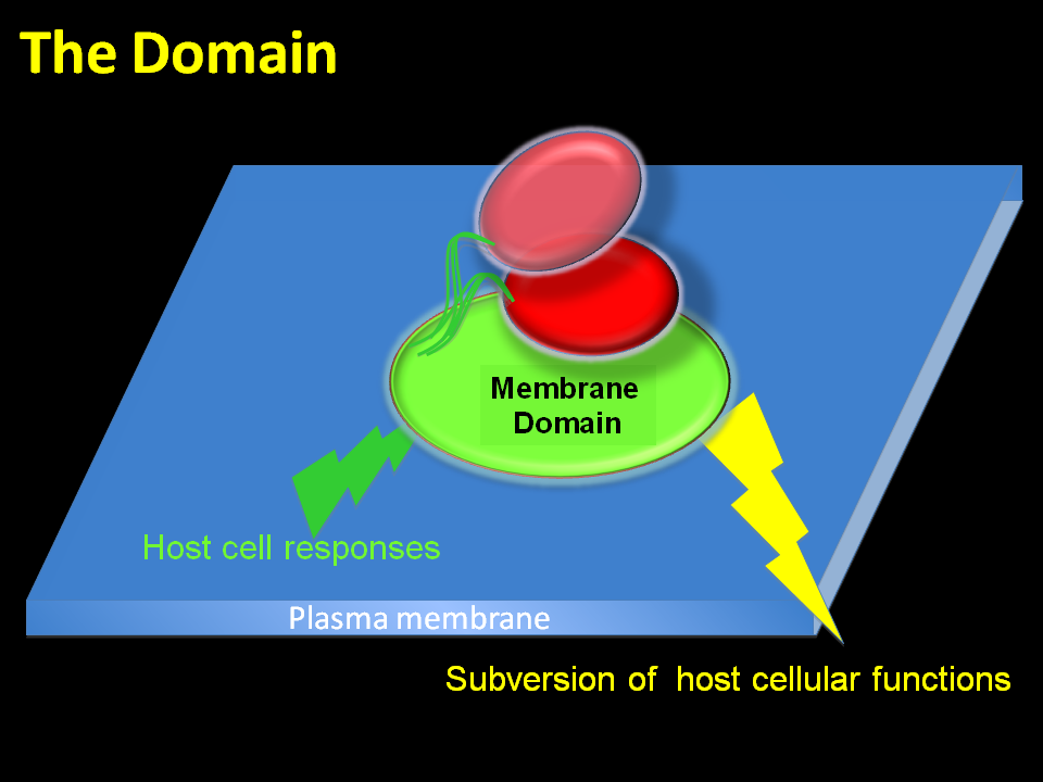 the_domain