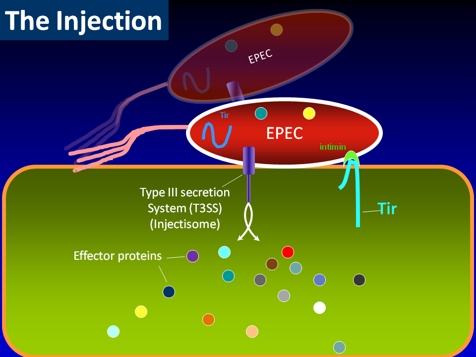the_injection